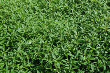 Background pattern and texture of fresh green leaves in the garden.Ecology and environment concept. For graphic design, 3D rendering and banner background