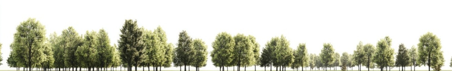 Obraz premium A large green park with trees and grass, a white background, panoramic