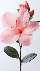a azalea isolated on a white background, a high-resolution photograph,