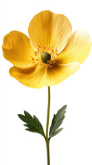 Obraz premium a buttercup isolated on a white background, a high-resolution photograph,