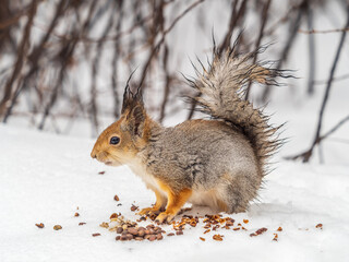 The squirrel in winter sits on white snow.