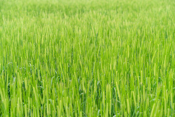 From the beginning of spring, green barley is beautifully green