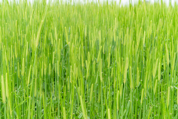 From the beginning of spring, green barley is beautifully green