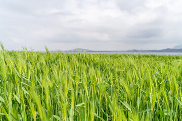 From the beginning of spring, green barley is beautifully green