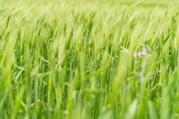 From the beginning of spring, green barley is beautifully green