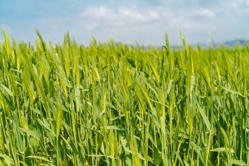 From the beginning of spring, green barley is beautifully green