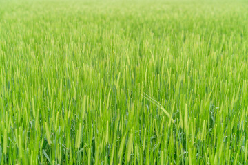 From the beginning of spring, green barley is beautifully green