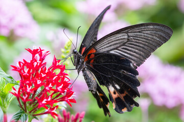 great mormon butterfly