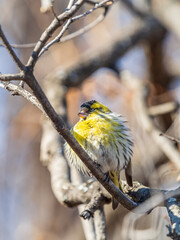 Eurasian siskin male, latin name spinus spinus, sitting on branch of tree. Cute little yellow songbird.