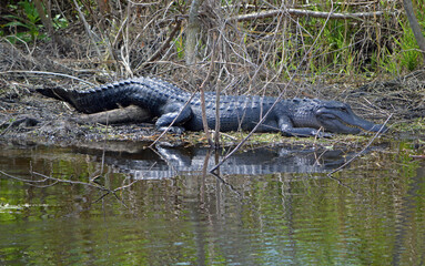 A massive alligator, right side, lying on the ground next to lake apopka, the marsh behind, its tail lying over a large branch. 