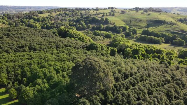 Aerial Drone Shot of Rolling Hills in a Macadamia Farm Byron Bay