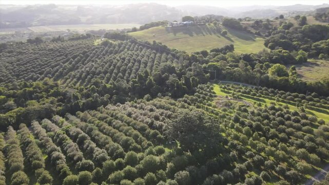Aerial Drone Shot Circling a Majestic Fig Tree in a Macadamia Farm Revealing Valley Byron Bay