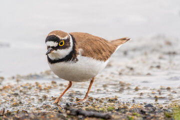 Little ringed plover (Charadrius dubius), bird standing on the lake shore
