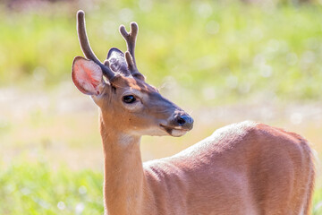 white tailed deer