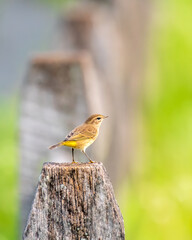 Palm Warbler on fence post