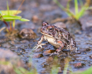 frog on the ground
