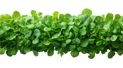 Fresh Greens: A vibrant, close-up shot of a healthy, fresh crop of green leafy vegetables, showcasing their natural texture and color.
