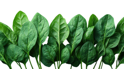 Fresh Spinach Leaves: A vibrant close-up of fresh spinach leaves, showcasing their lush green color, organic texture, and healthy appearance.