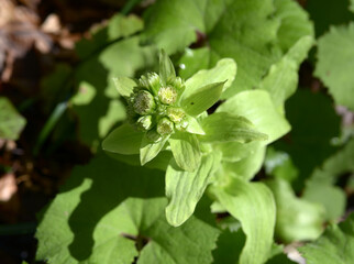 フキノトウ　フキの新芽
