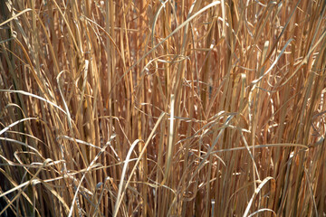 葉模様　自然の造形