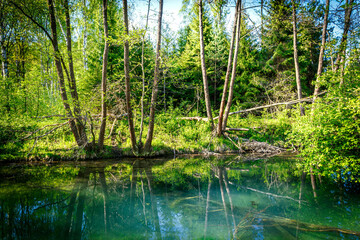 Forest lake or river with blue clear water in the summer or spring sunny day.