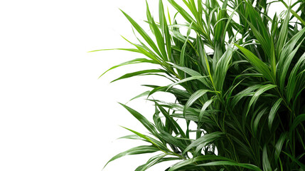 Obraz premium Lush Green Foliage: Close-up shot of vibrant green leaves thriving, perfect for illustrating life, freshness and natural beauty.