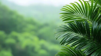 Fototapeta premium Lush Green Tropical Plant Leaves with Soft Focus Background