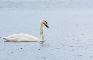Graceful white Swan swimming in the lake, swans in the wild. Portrait of a white swan swimming on a lake.