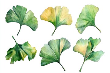 Obraz premium Set of watercolor Ginkgo Leaves hand drawn on a white background