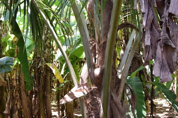 Majestic Landscapes of Sri Lanka. Breathtaking Beauty Capturing the Serene Essence of Nature in Stunning Landscapes. A Journey Through Picturesque Nature Landscapes. The beauty of Nature&rsquo;s Landscape