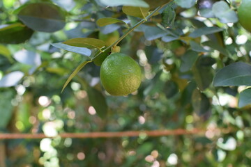Vibrant Green Lime Tree with Fresh Ripe Limes Hanging from Branches in Natural Sunlight. Lush Green Lime Tree Full Juicy Limes in a Tropical Orchard Setting. Healthy Lime Tree with Fresh Green Limes