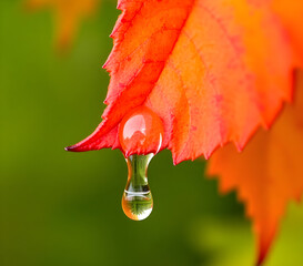 Macro Shot of Dew on Autumn Maple Leaf