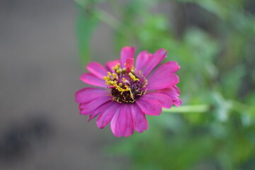 Beautiful pink Zinnia Flower in Bloom &ndash; Macro Photography. Close-Up of a Fresh pink Zinnia Flower with Petal Details. Elegant pink Zinnia Flower Isolated in Nature. Bright pink Zinnia Blossom