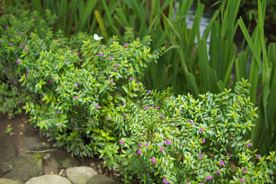 Purple Cuphea Hyssopifolia flowers plant. Mexican Heather Or False Heather plant photography