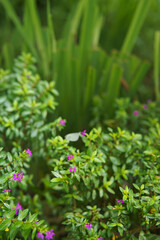 Fototapeta premium Purple Cuphea Hyssopifolia flowers plant. Mexican Heather Or False Heather plant photography