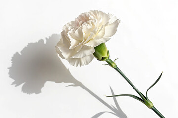 White carnation isolated on white background