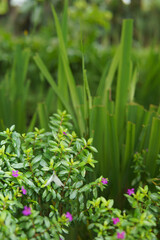 Purple Cuphea Hyssopifolia flowers plant. Mexican Heather Or False Heather plant photography