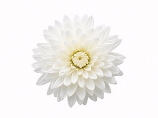white daisy flower