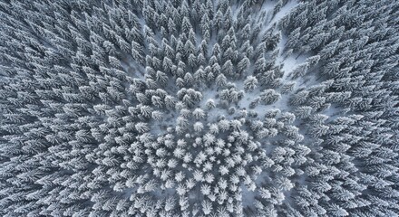 Aerial view of a snow-covered forest showcasing dense pine trees in winter