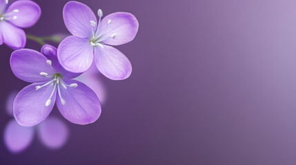 Purple flowers with delicate petals on soft pastel background create serene and calming atmosphere. subtle gradient enhances floral beauty