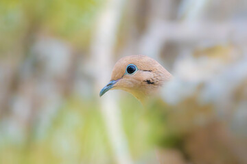 Mourning dove head portrait