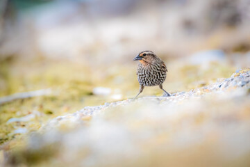 Red-winged Blackbird (female) on the shore