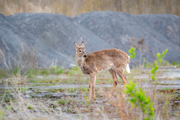 roe deer in the woods