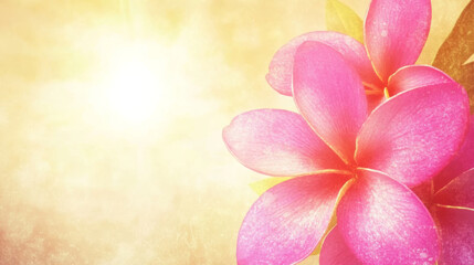Vibrant pink flowers with lush green leaves are beautifully illuminated by warm sunlight, creating serene and uplifting atmosphere. soft, textured background enhances natural beauty of scene