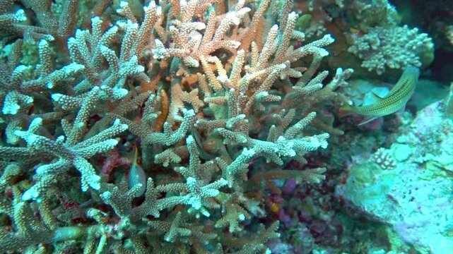 Reticulated dascyllus and squirrelfish swim around staghorn coral.