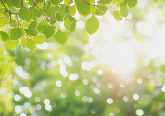 Fototapeta premium Sun-Kissed Foliage: a captivating glimpse of lush green leaves gently touched by the sun, creating a serene and refreshing ambiance, ideal for evoking a sense of renewal and natural beauty.