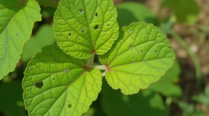 Close-up green leaves with irregular holes in garden, sunny day, highlighting pest damage.