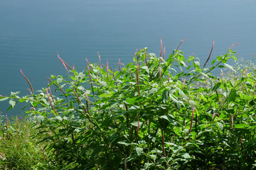 Green plants by the lake.Copy space for text.Ecology and environment concept.For graphic design,3D rendering and banner background