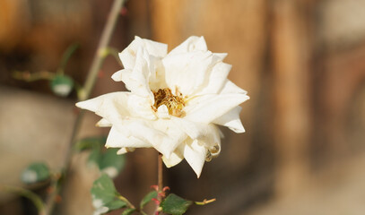 The last roses of autumn, winter is coming.