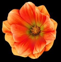 Dahlia flower  on black  isolated background with clipping path. Closeup.  Nature.